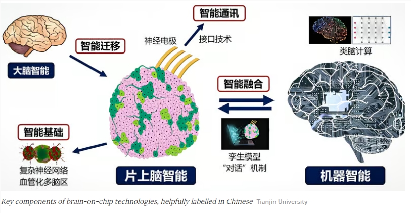 人脑直连机器：天津大学等实现「缸中大脑」控制机器人，脑机接口技术迈入新时代！