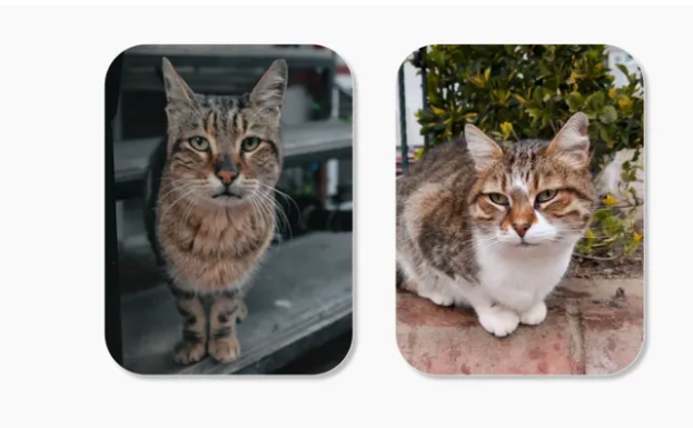 AI应用CatsMe!革新猫咪健康监测:通过面部表情检测疼痛